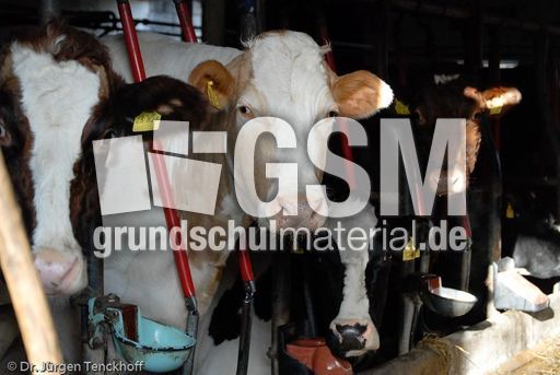 Hausrind (49 von 174).jpg